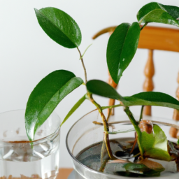 Which Indoor Plants Produce the Most Oxygen