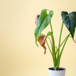 Why Indoor Plants Turn Yellow