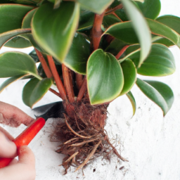  Winter Plant Care: Nurturing Through the Cold