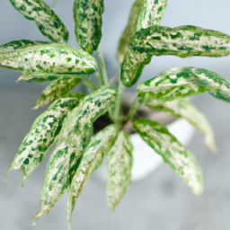 Are Indoor Plants Good for You