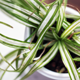 Are Indoor Plants Good for Your Health