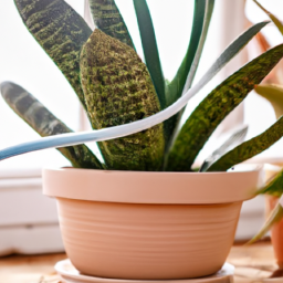 Are Indoor Plants Good for Your Health