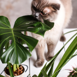 Are Indoor Plants Safe for Cats