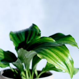 Best indoor plants