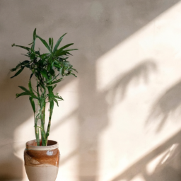 Best indoor plants
