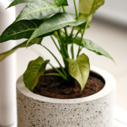 Best indoor plants