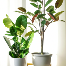 Can Indoor Plants Really Purify the Air