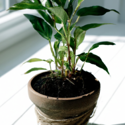 Can Indoor Plants Really Purify the Air