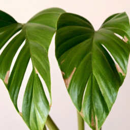 Common House Plants | Transform Your Living Space With Common House ...