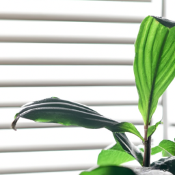 Grow light for indoor plant