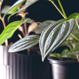 Grow light for indoor plant