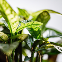 Grow light for indoor plant