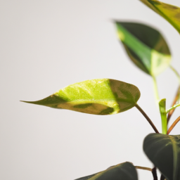 Grow light for plant