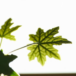 Grow light for plant