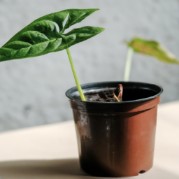 Grow light for plant