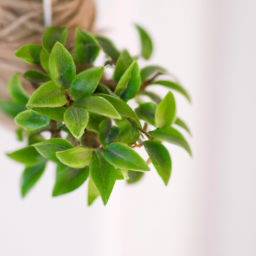 House of plant, In door plants, Indoor plants with pots, Indoors trees