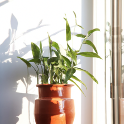 House of plant, In door plants, Indoor plants with pots, Indoors trees