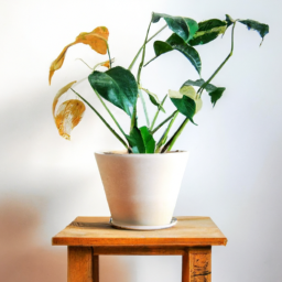  Incorporating Plants into Minimalist Interiors