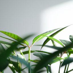 Indoor Growing lights