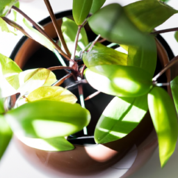 Indoor Plant Feng Shui: Creating Positive Energy at Home