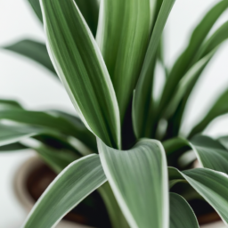 Indoor Plants Canadian Tire? Spruce Up Your Home with Indoor Plants ...