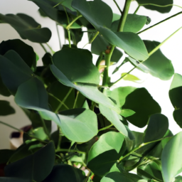 Indoor Plants Indirect Light