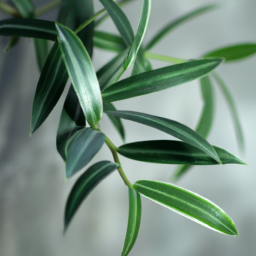 Indoor Plants Indirect Light