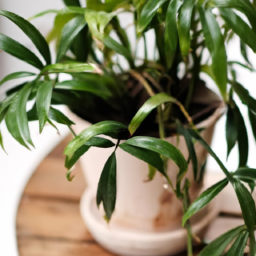 Indoor Plants Interior Design