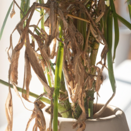 Indoor Plants Is Dying