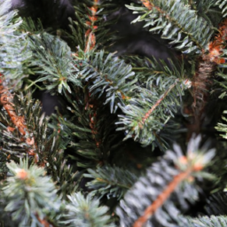 Indoor Plants Like Christmas Tree