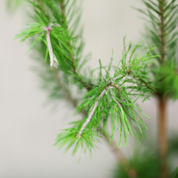 Indoor Plants Like Christmas Tree