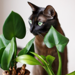 Indoor Plants Not Toxic To Cats? Keep Your Cats Safe and Your Home ...