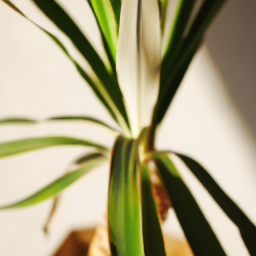 Indoor Plants Similar to Yucca