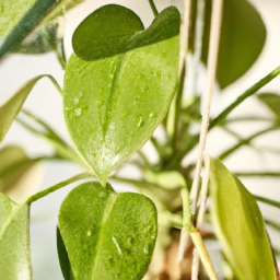 Indoor Plants Under Skylight