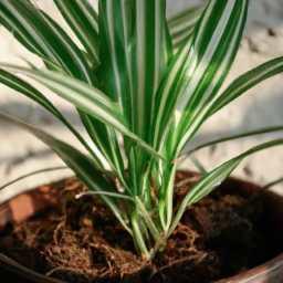 Indoor Plants for Beginners