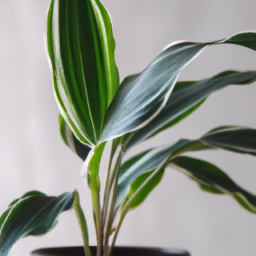 Indoor Plants for Beginners