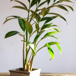  Indoor Plants in the New Year: Fresh Starts for Your Greenery