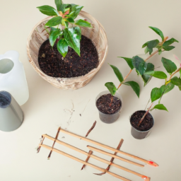 Propagating Indoor Plants from Cuttings: Step-by-Step Guide