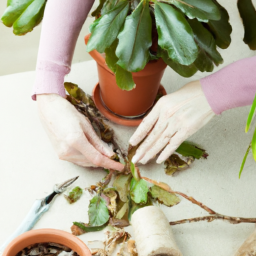 Propagating Indoor Plants from Cuttings: Step-by-Step Guide