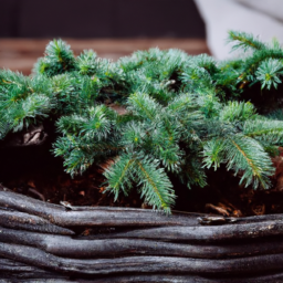 Seasonal Indoor Plant Decor: Decorating for Holidays