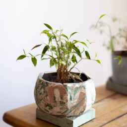 Styling Indoor Plants in Different Living Spaces