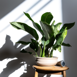 The Basics of Indoor Plant Lighting