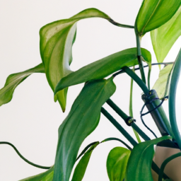 The Basics of Indoor Plant Lighting