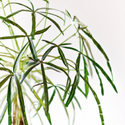 The Basics of Indoor Plant Lighting