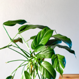 The Basics of Indoor Plant Lighting