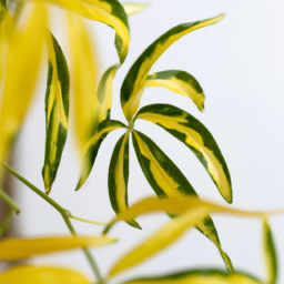 When Indoor Plants Leaves Turn Yellow