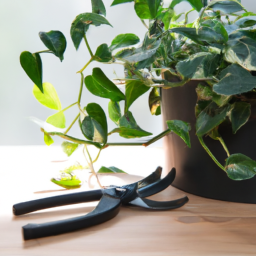 When to Prune Indoor Plants