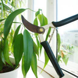 When to Prune Indoor Plants