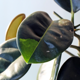 Will Indoor Lighting Help Plants Grow