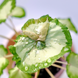 Will Indoor Plants Grow Outside